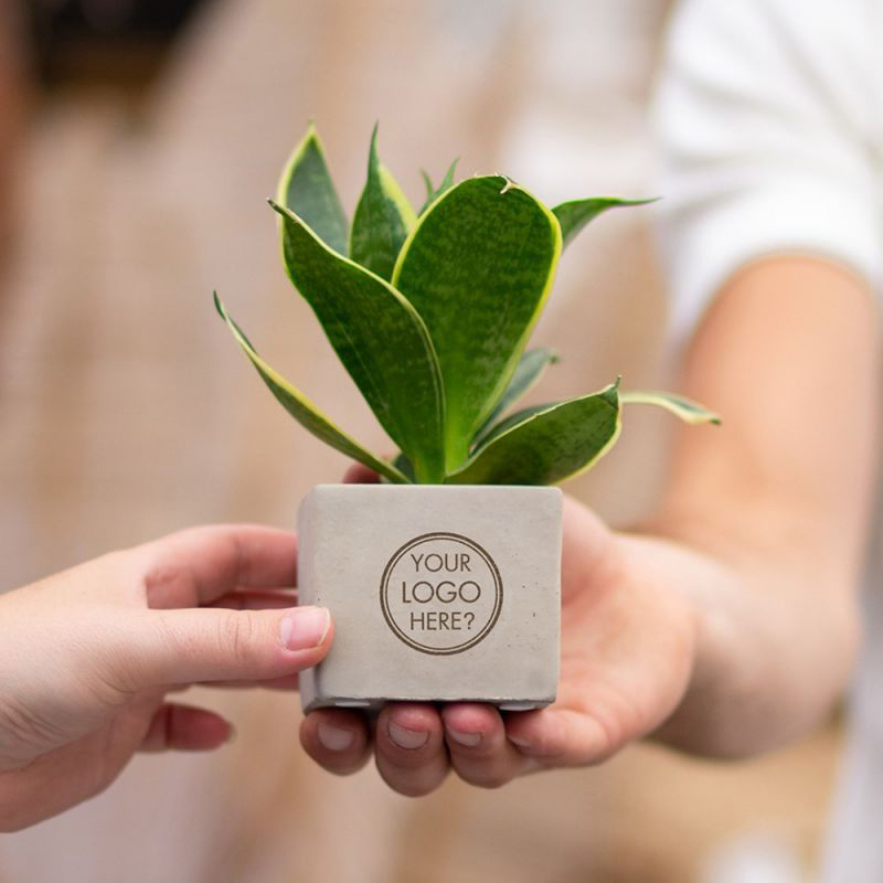 Plante dans un pot en béton - image 4